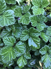 Rubus nepalensis