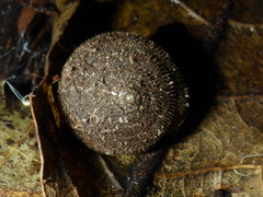 Vespericola armigera
