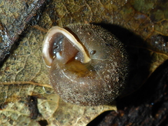 Vespericola armigera