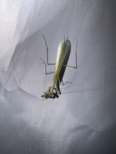 Miromantis yunnanensis