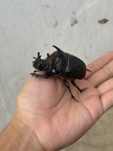 Sovereign large dung beetle
