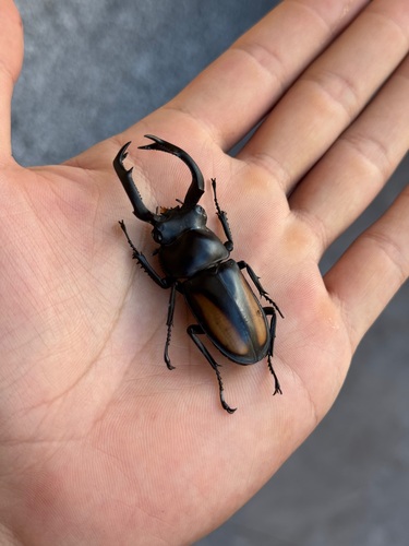 Rhaetulus crenatus