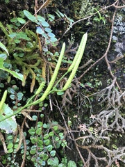 Lycopodium japonicum