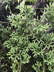 Lycopodium japonicum