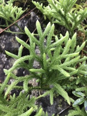 Lycopodium japonicum