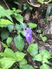 Impatiens puberula