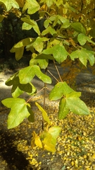 Acer monspessulanum