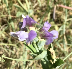 Lathyrus nervosus