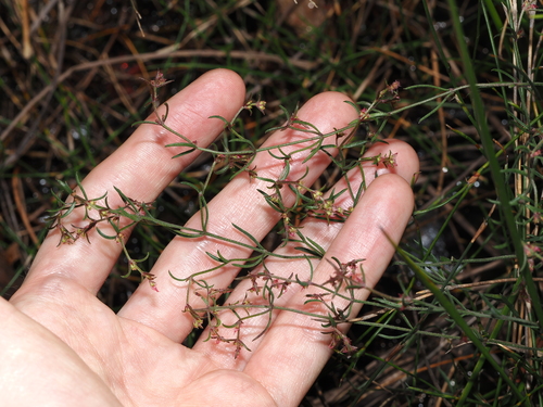 Gonocarpus salsoloides (Gonocarpus salsoloides)
