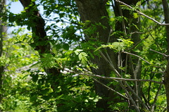 Fraxinus mandshurica
