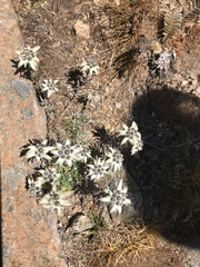 Leontopodium jacotianum
