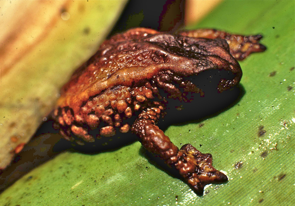Plump Toads