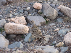 Thinocorus orbignyianus