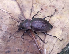 Carabus lusitanicus