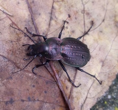 Carabus lusitanicus