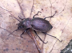 Carabus lusitanicus