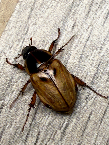 Cyclocephala multiplex