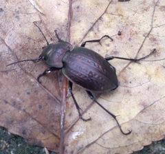 Carabus lusitanicus