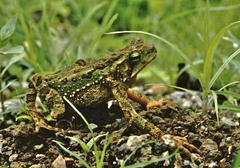 Incilius coniferus