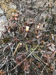 Rhododendron anthopogon