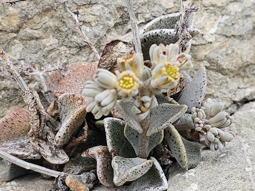 Lenophyllum guttatum
