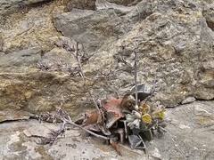 Lenophyllum guttatum, photograph (c) Liliana Ramírez-Freire, some rights reserved (CC BY)