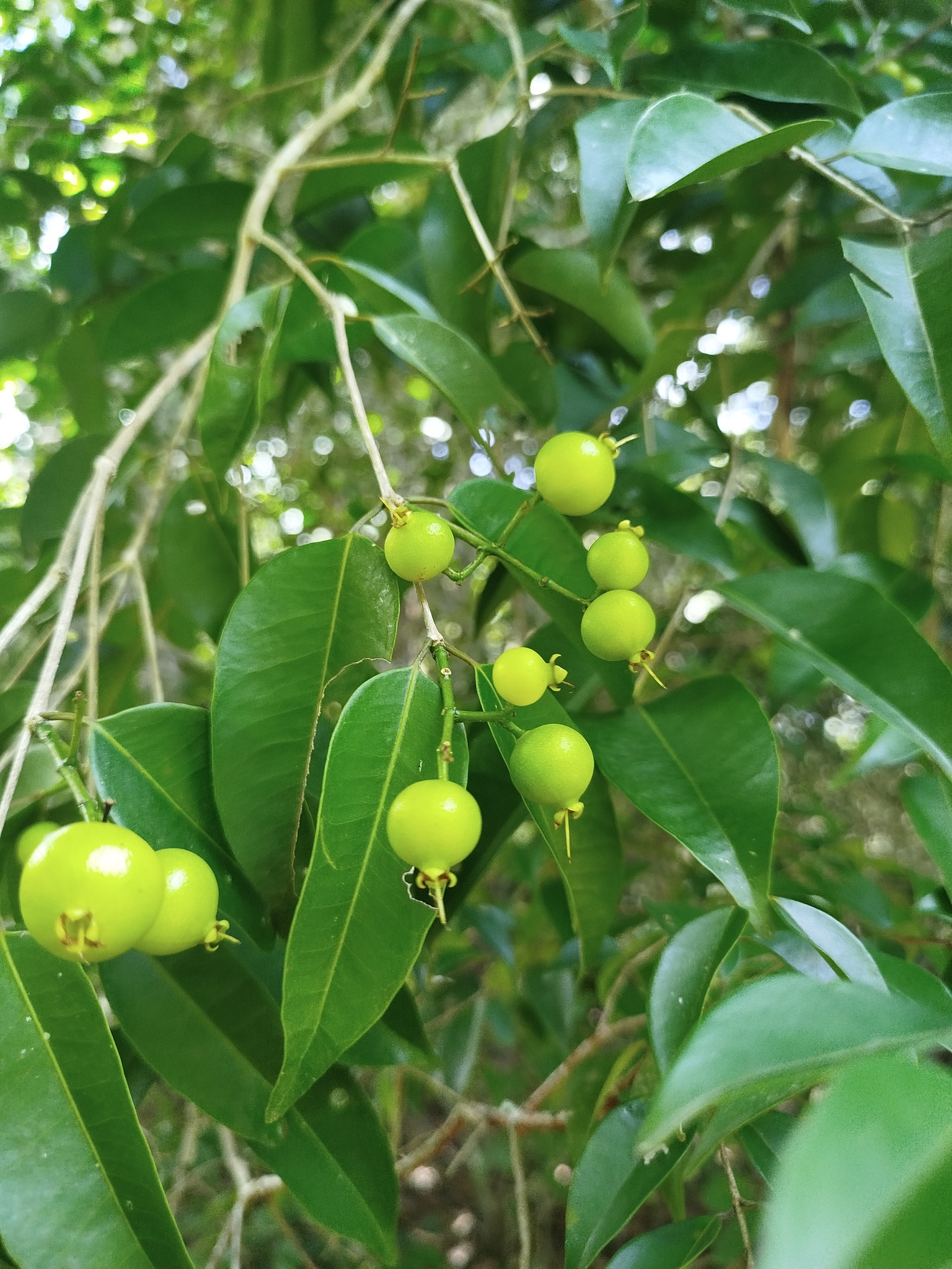 Plinia rivularis