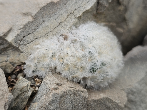 Mammillaria plumosa (Mammillaria plumosa)