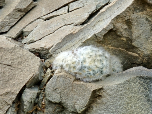 Mammillaria plumosa