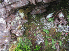 Hymenophyllum capense