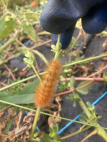 Virginian Tiger Moth