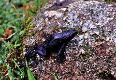 Atelopus ignescens