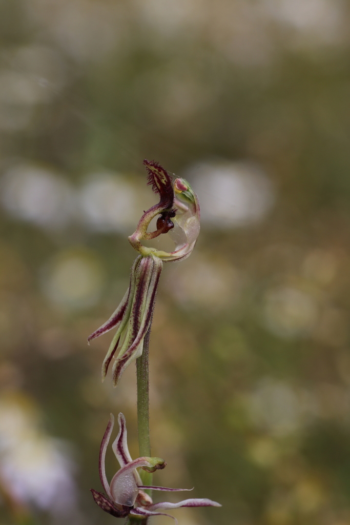 Caladenia drakeoides