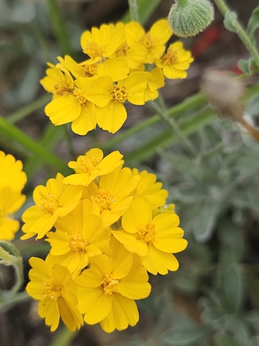 Paperflower (Psilostrophe gnaphalodes)
