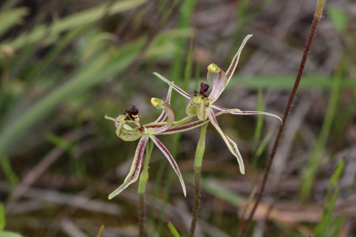 Narrow-lipped Dragon Orchid (Caladenia mesocera)