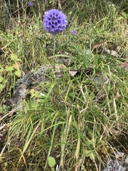 Primula glomerata