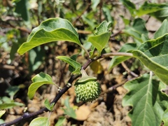 Datura