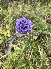Primula glomerata