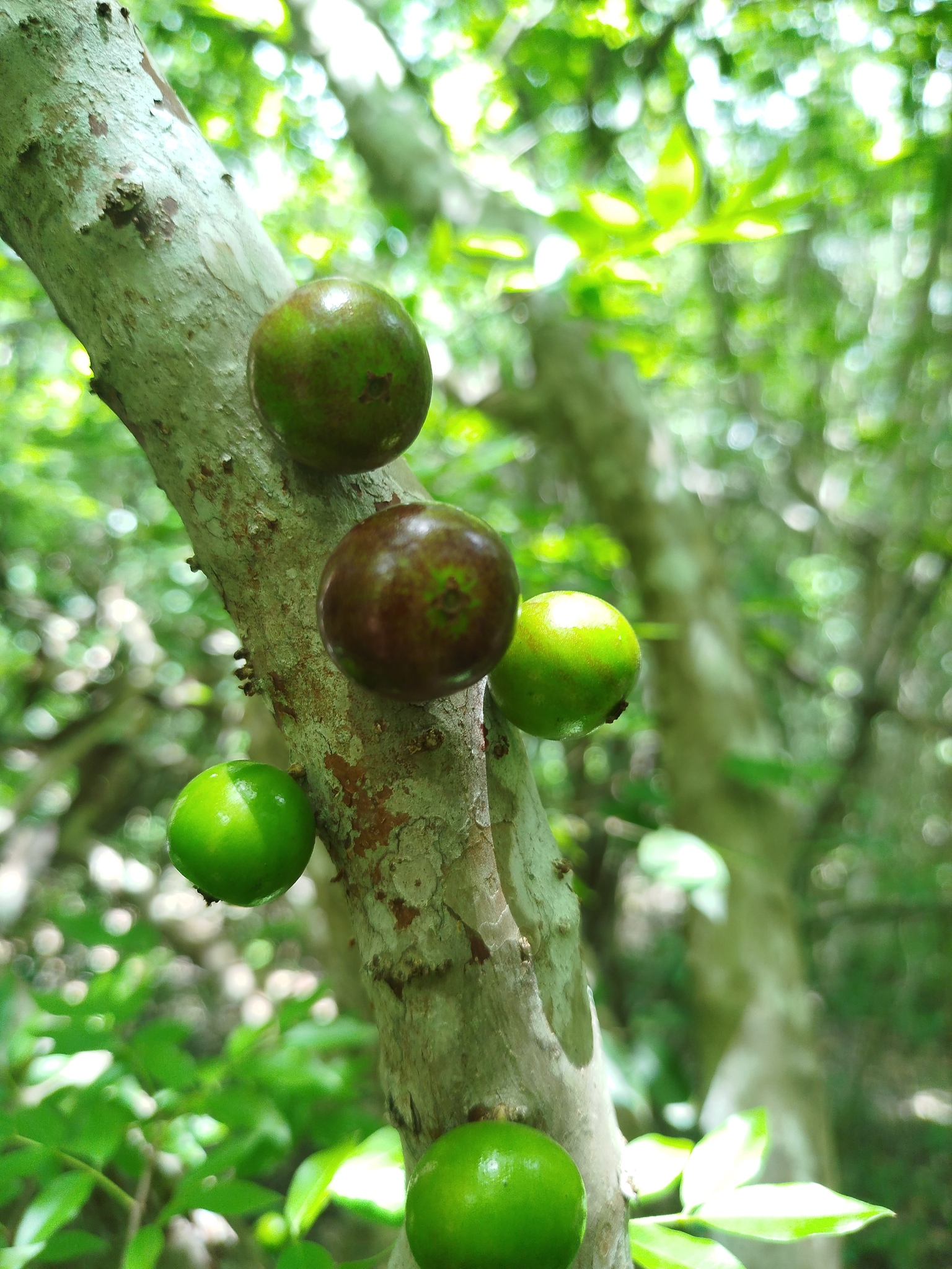 Plinia cauliflora