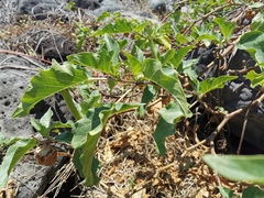 Datura