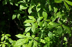 Eleutherococcus senticosus