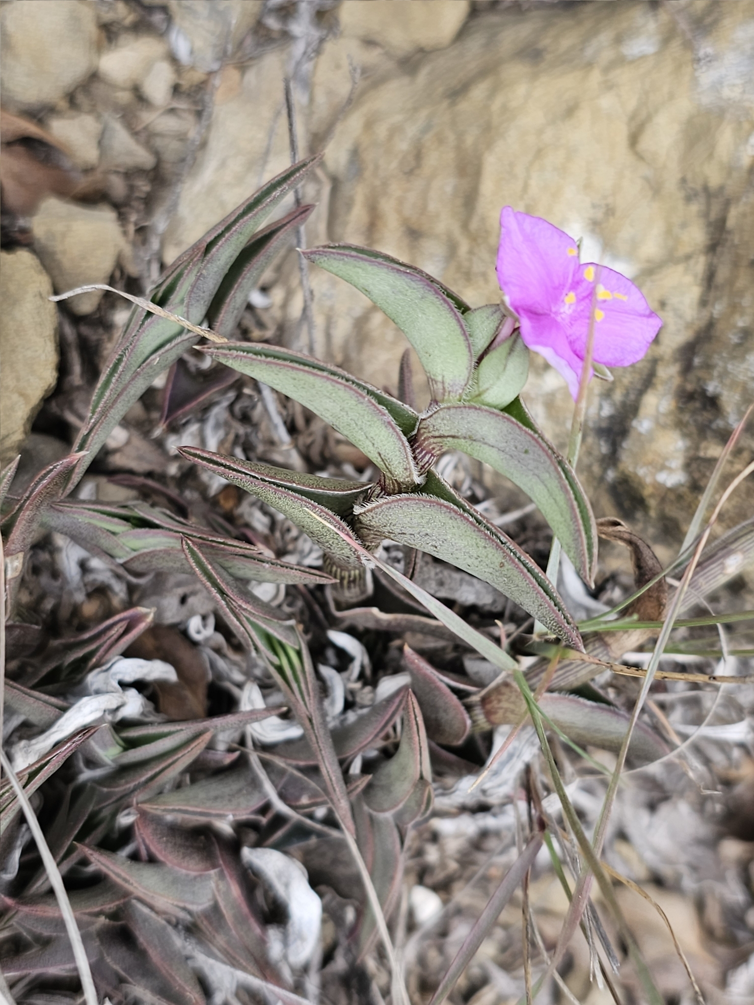 Callisia Navicularis (Callisia navicularis)