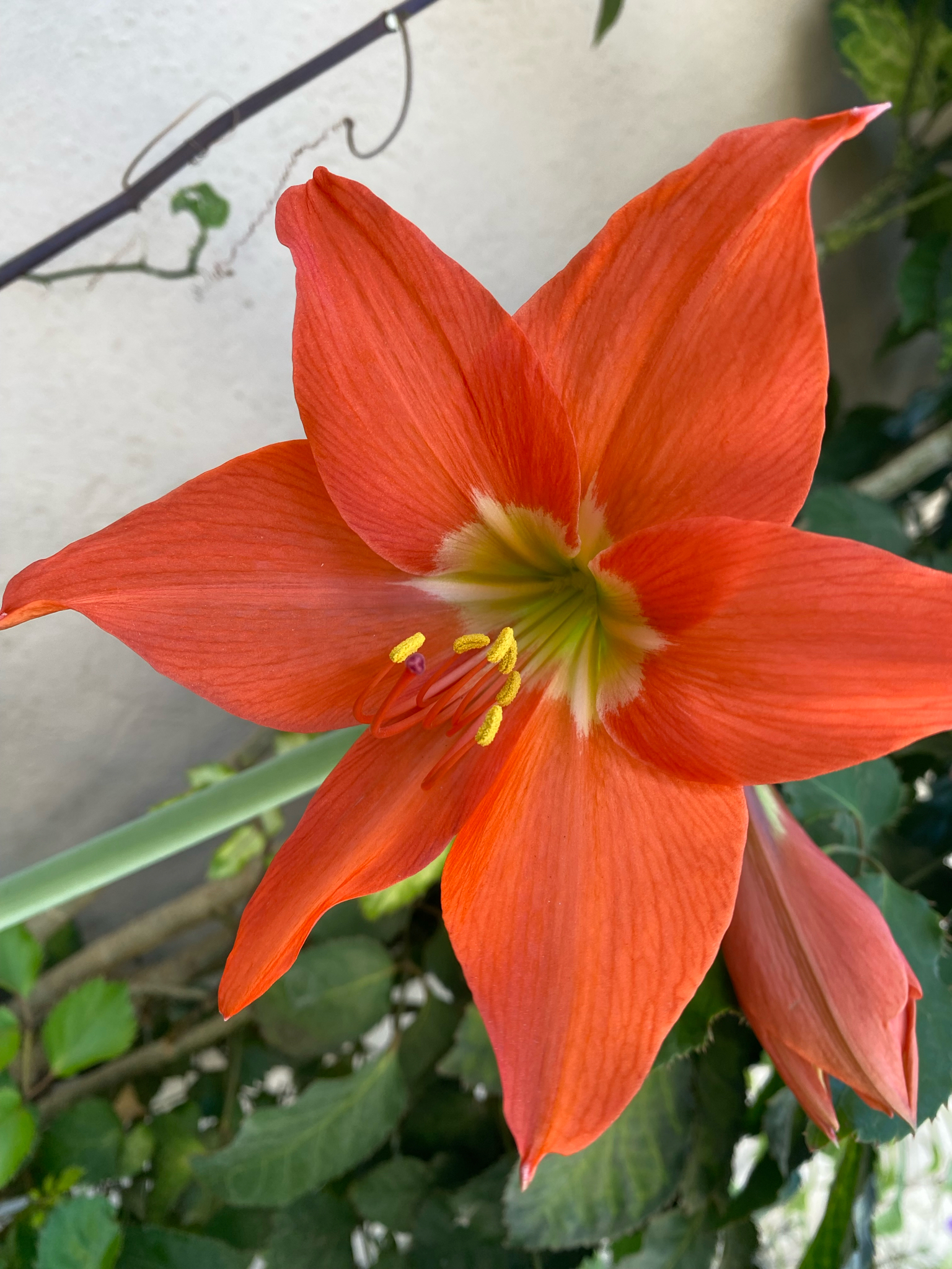 Hippeastrum puniceum