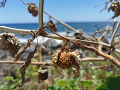 Datura
