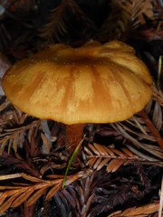 Rhodophana nitellina