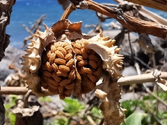 Datura