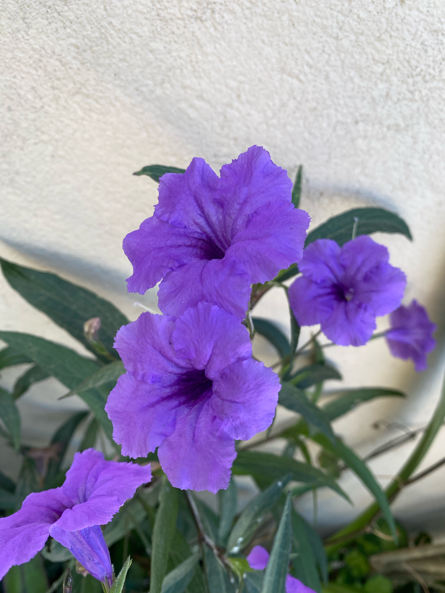 Ruellia simplex