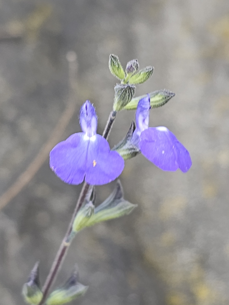 Salvia chamaedryoides, 66046 N.L., México