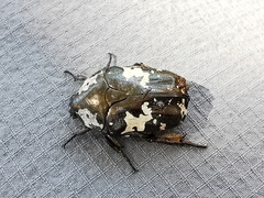 Protaetia aurichalcea