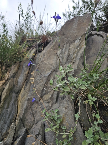 Salvia chamaedryoides